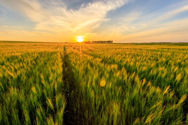 istock Sunset on the field with young green rye. 826287776