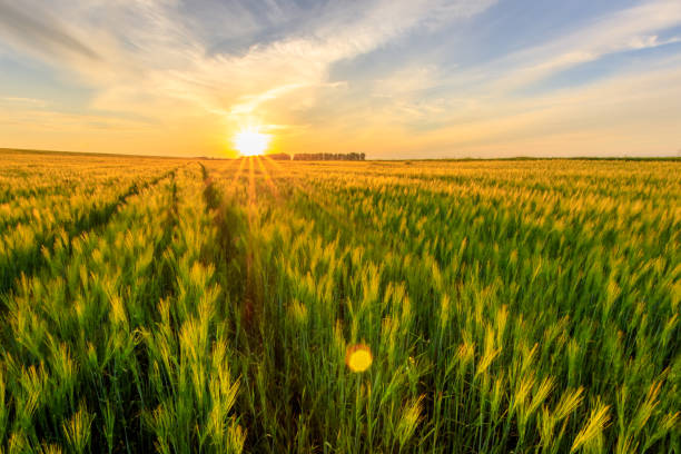 istock Sunset on the field with young green rye. 826287798