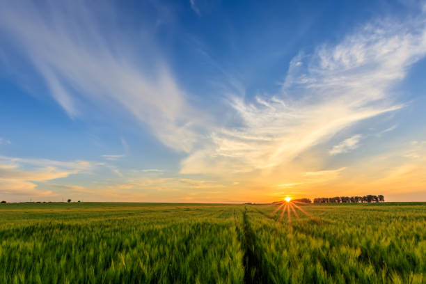 istock Sunset on the field with young green rye. 826287808