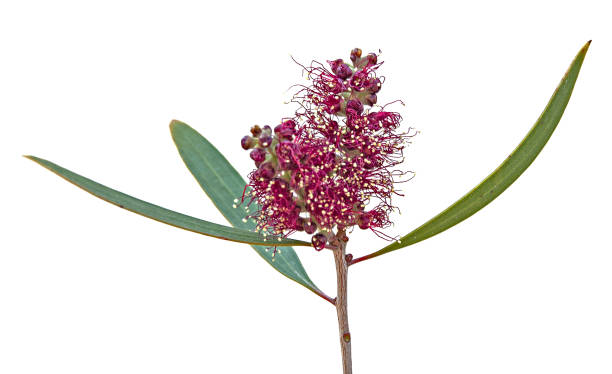 istock Close up of flower 826289252
