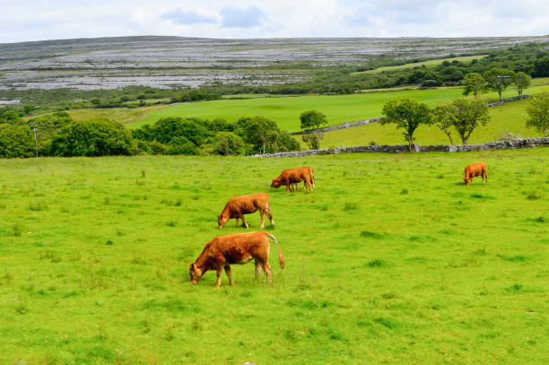 istock Cows and nature of Ireland. 826291594