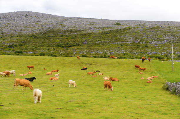 istock Cows and nature of Ireland. 826291632