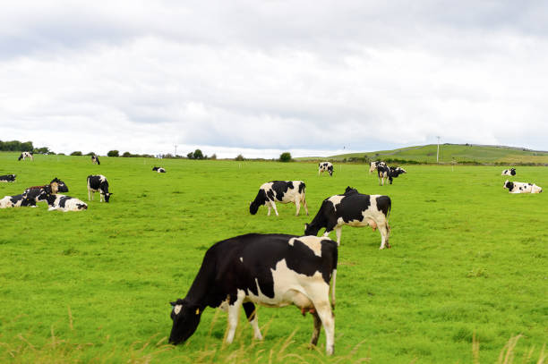 istock Cows and nature of Ireland. 826291642