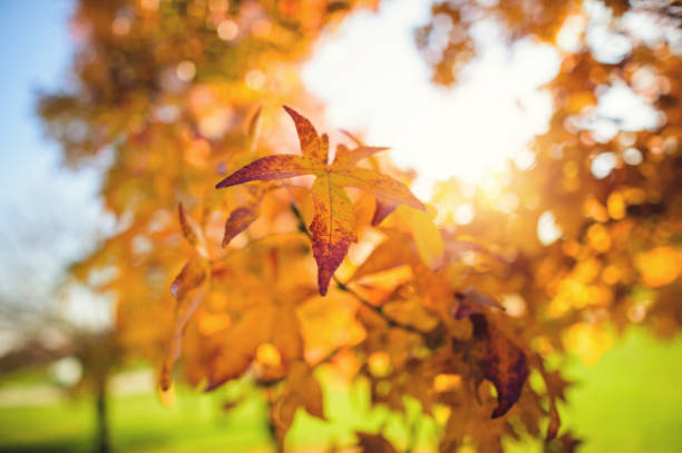 istock Sun Through Golden Maple Leaves 826292798