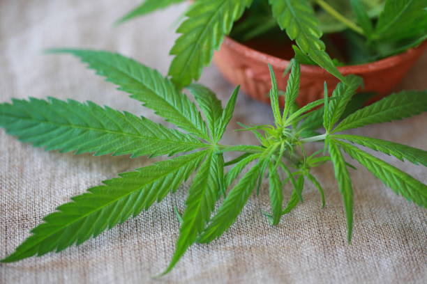 istock Cannabis leaf green leaves marijuana 826296014
