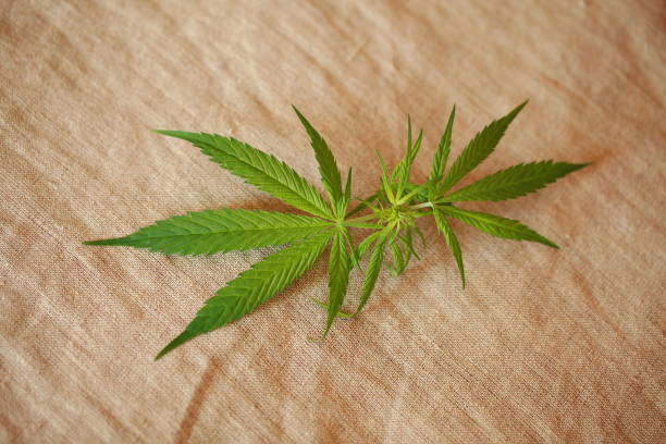 istock Cannabis leaf green leaves marijuana 826296038