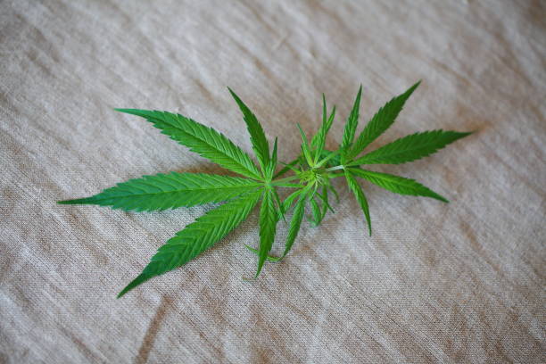 istock Cannabis leaf green leaves marijuana 826296214