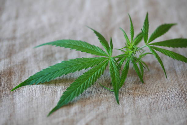 istock Cannabis leaf green leaves marijuana 826296304