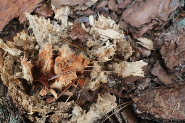 istock Organic natural texture - pine bark - for background and design 826296414