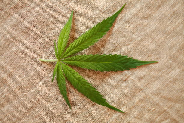 istock Cannabis leaf green leaves marijuana 826296620