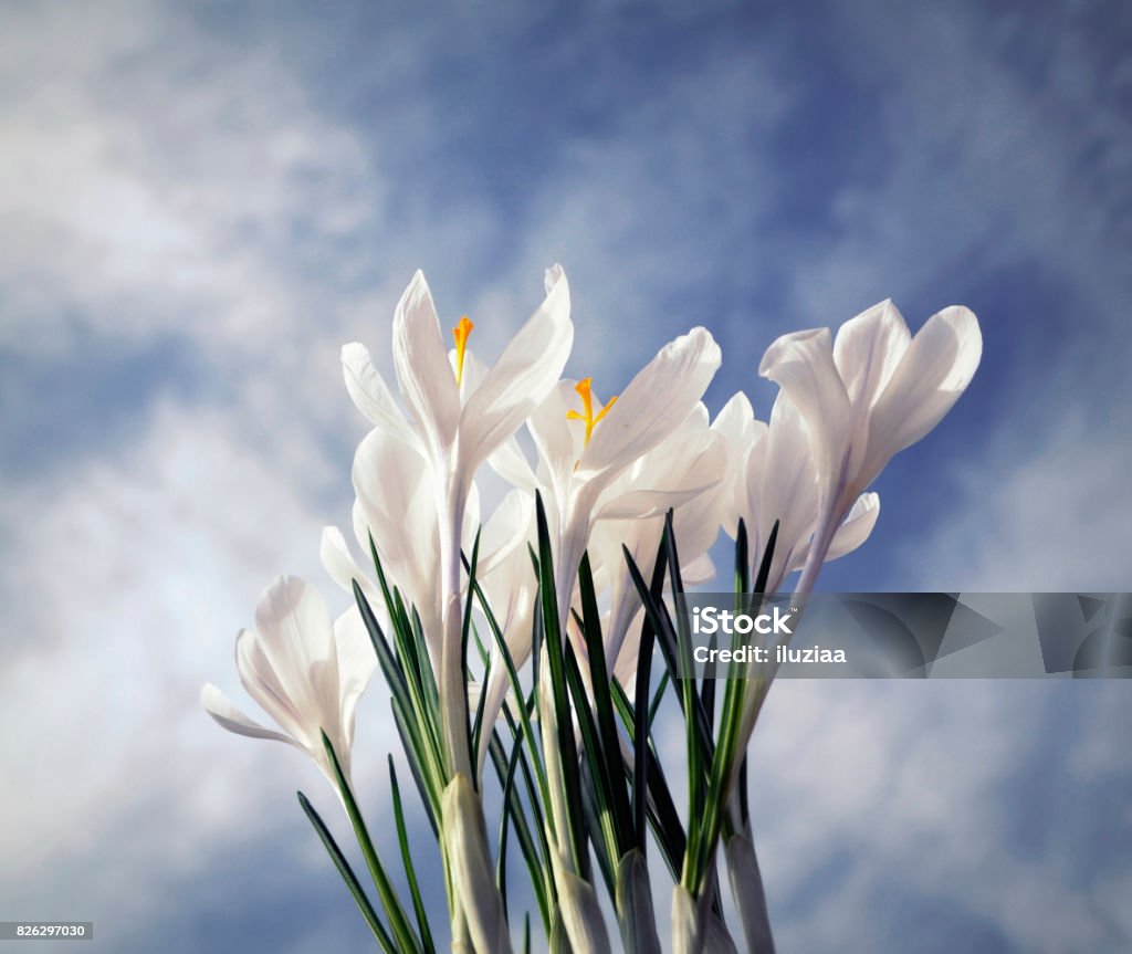 white crocus, harbinger of spring, white crocus, harbinger of spring, background sky Beauty Spa Stock Photo