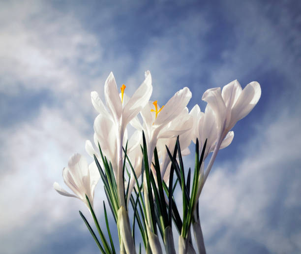 white crocus, harbinger of spring, white crocus, harbinger of spring, background sky plant city photos stock pictures, royalty-free photos & images