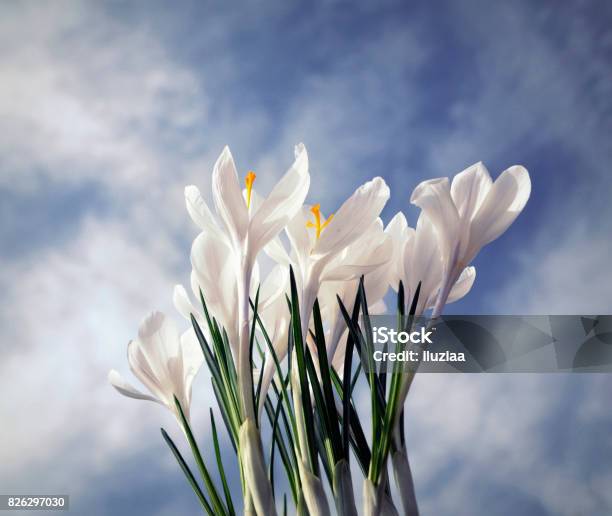 White Crocus Harbinger Of Spring Stock Photo - Download Image Now - Beauty Spa, Bluetooth, Bulgaria