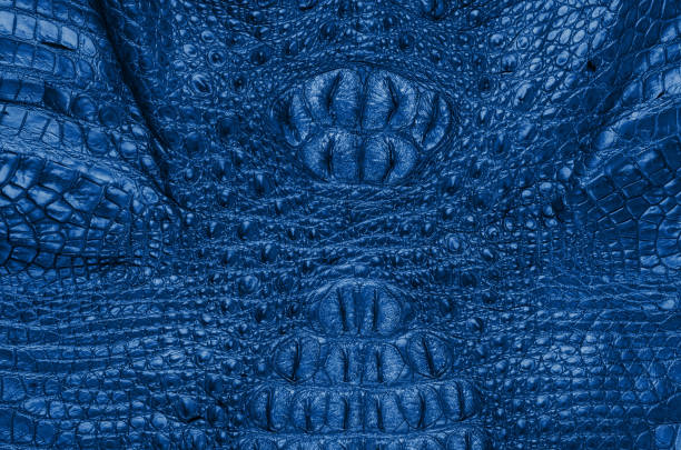 istock Freshwater crocodile belly skin texture background. 826303872