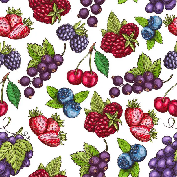 Vector illustration of Berries fruits sketch seamless pattern