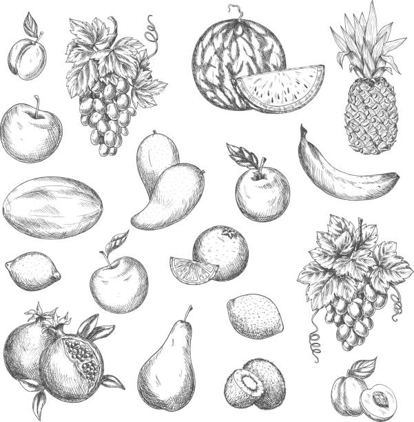 Fruits vector sketch isolated icons Fruits sketch. Vector isolated icons of melon and watermelon, tropical pineapple and kiwi. Sketched juicy grape bunch, apricot, pomegranate, pear and apple. Fresh lemon, banana mango fruit drawing stock illustrations