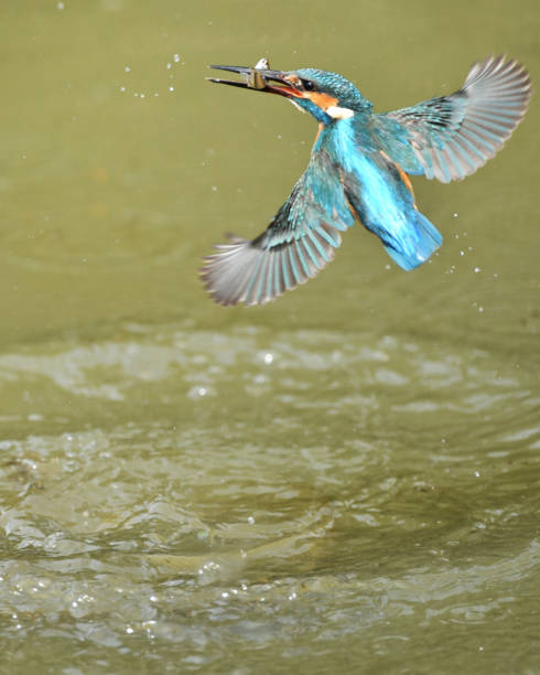 istock Predation of kingfisher 826313186