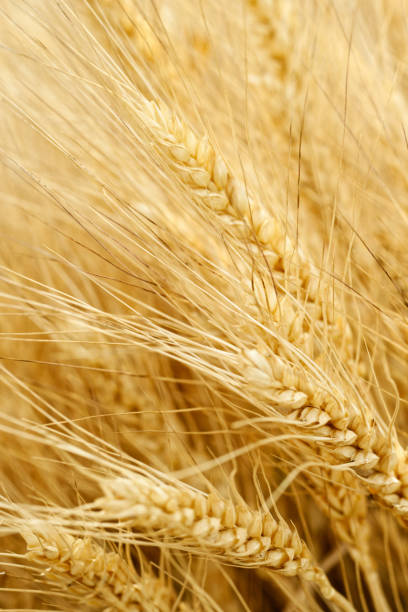 istock Field of golden wheat 826323740