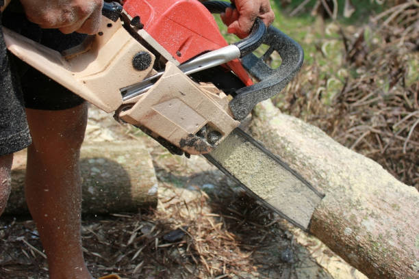 istock Workers with a chainsaw sawing trees with sawdust in the garden. 826323906