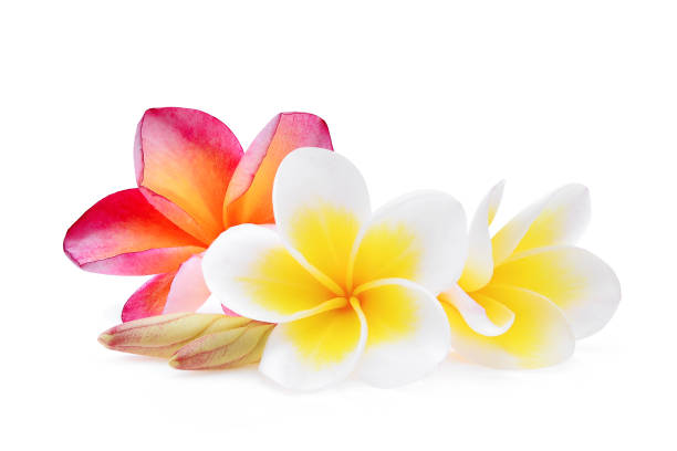 istock white and pink frangipani (plumeria) flower isolated on white background 826323970