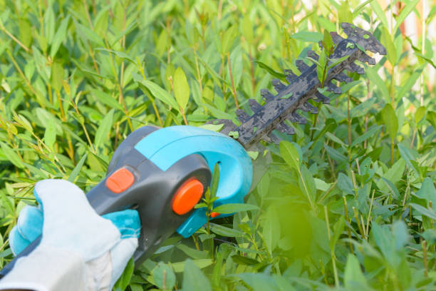 istock Hand with garden battery shears 826324512