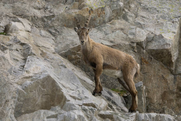 istock Ibex on a rock. French Alps. 826327098