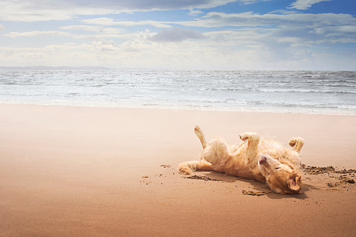 Golden retriever lay on his back basking in the sunshine on the beach to mark the start of the summer holidays