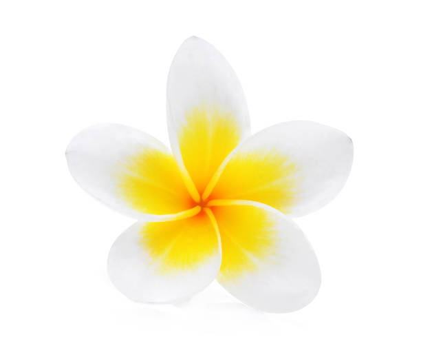 istock white frangipani (plumeria) flower isolated on white background 826327686