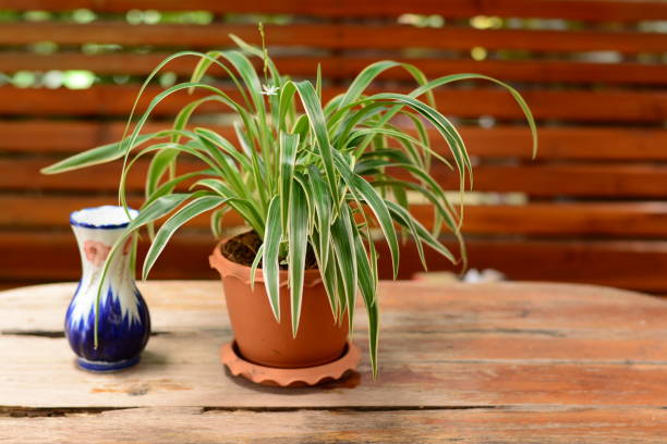 istock Cholorophytum comosum in pot  puts on table 826328766
