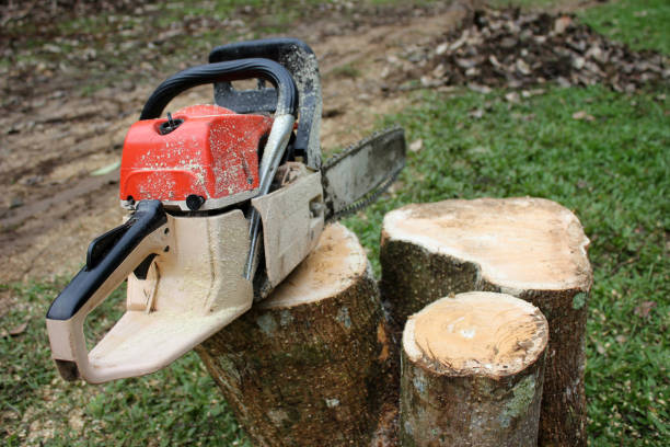 istock A chainsaw with sawdust on the stump. 826331010