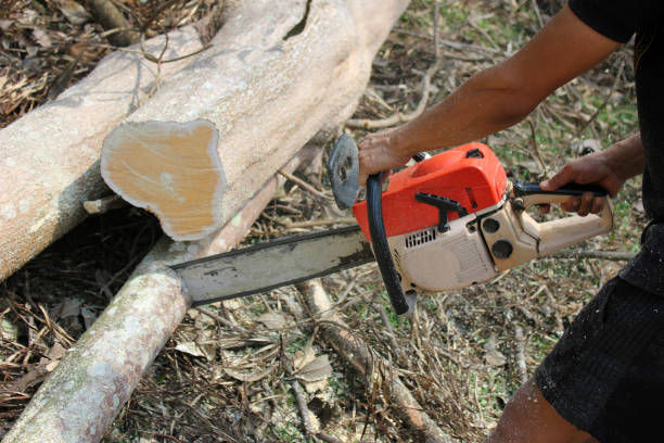 istock Workers with a chainsaw sawing trees with sawdust around 826332564