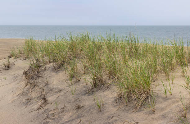 istock beachgrass and sand dunes on the east coast 826336632