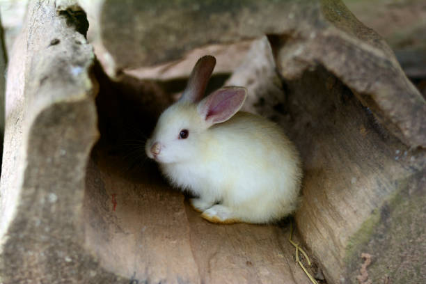 istock little rabbit in wood hollow 826337238