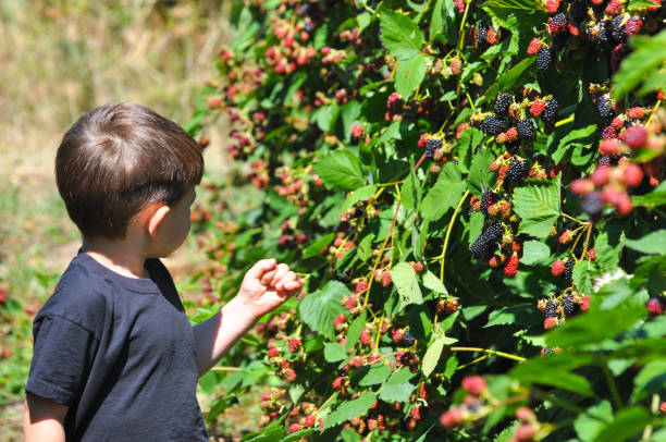 istock Little boy picking blackberries in garden. 826341992
