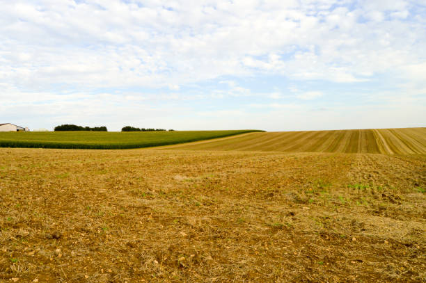 istock Field of wheat cut and green maize 826342154