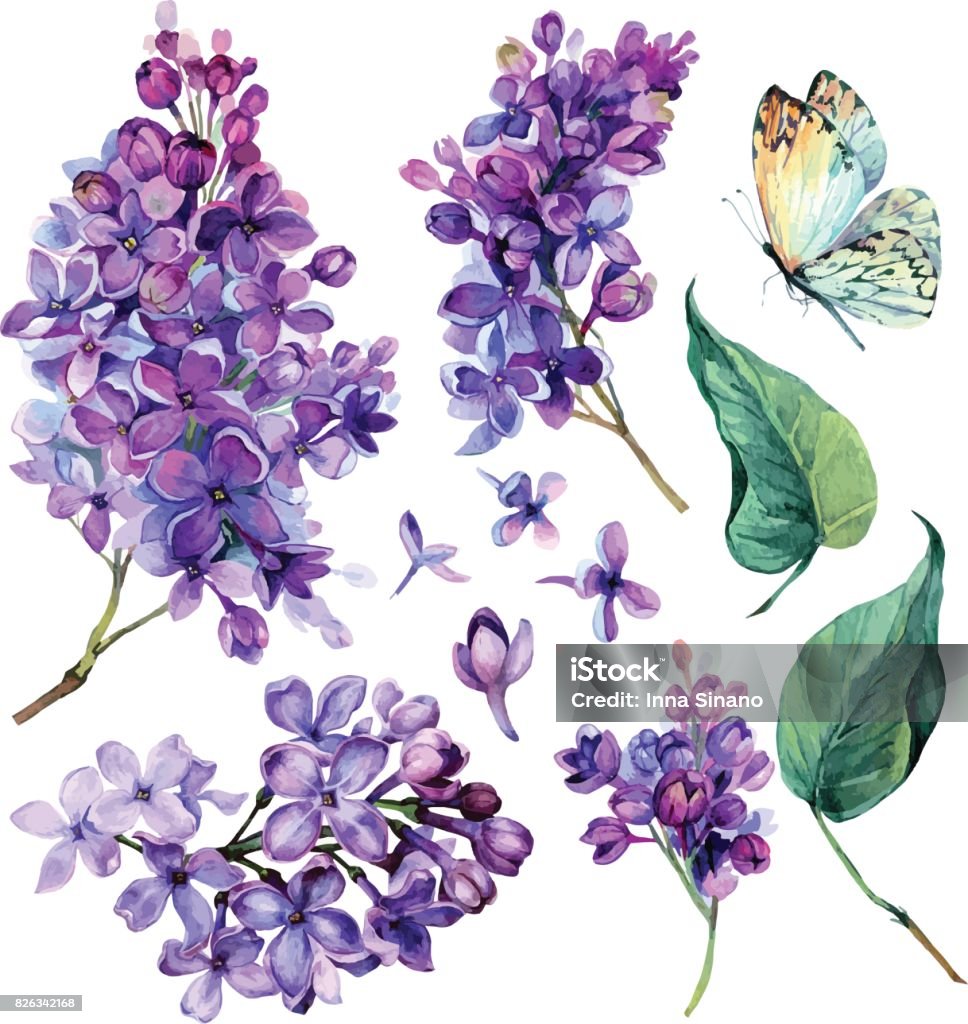 Colección acuarelas de Lila púrpura. - arte vectorial de Flor libre de derechos