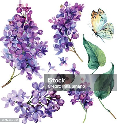 istock watercolor Collection of Purple Lilac. 826342168