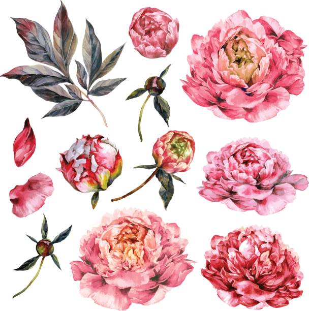 ilustraciones, imágenes clip art, dibujos animados e iconos de stock de colección acuarela de peonías rosa. - rose colored illustrations