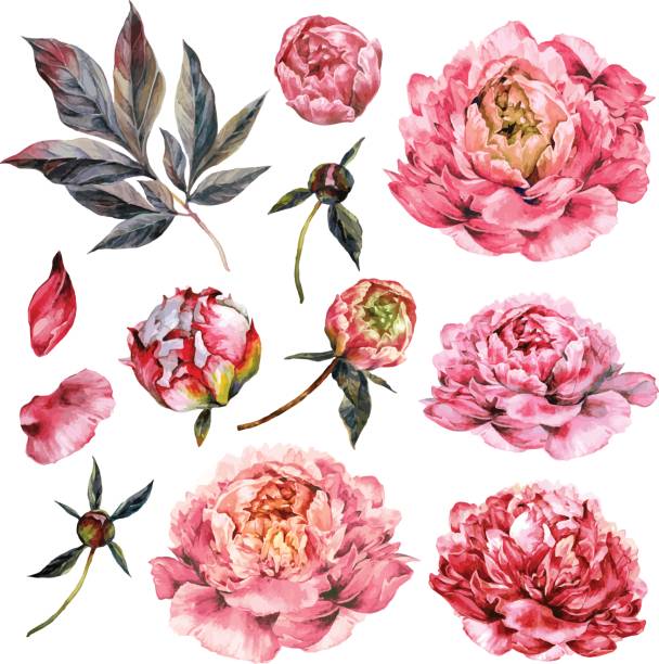 illustrazioni stock, clip art, cartoni animati e icone di tendenza di collezione acquerello di peonie rosa. - peony