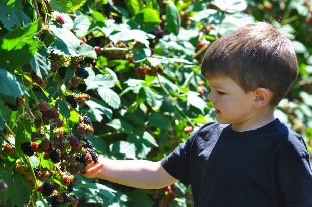 istock Little boy picking blackberries in garden. 826342732