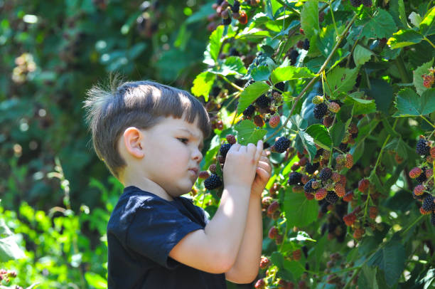 istock Little boy picking blackberries in garden. 826343058