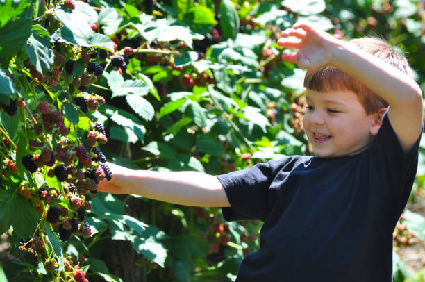 istock Little boy picking blackberries in garden. 826343082