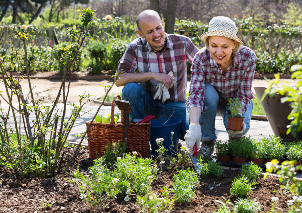 istock Elderly couple gardening in the backyard 826344600