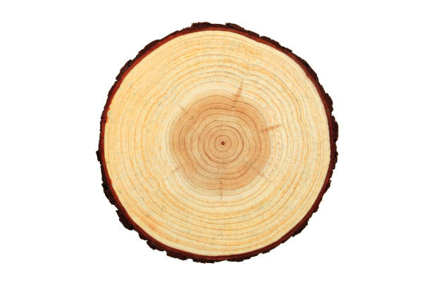 Pierścionek roczny, tekstura drewna – zdjęcie