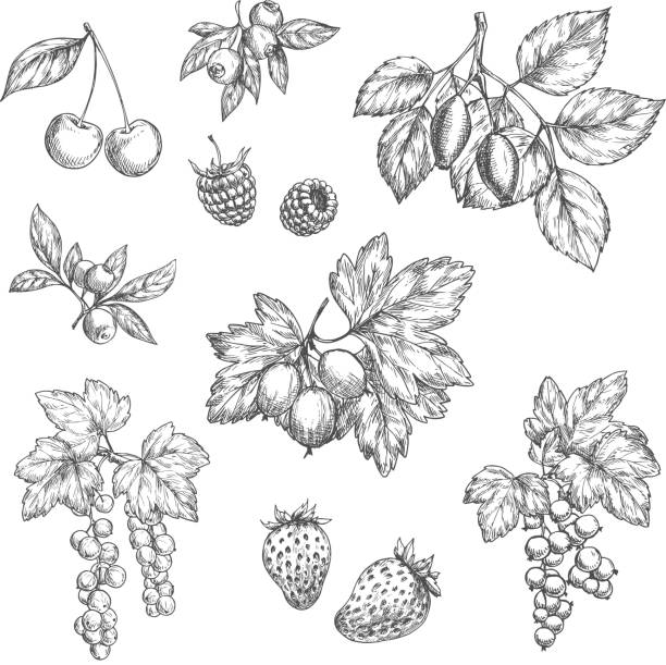 векторный эскиз иконок свежих ягод и фруктов - raspberry gooseberry strawberry cherry stock illustrations