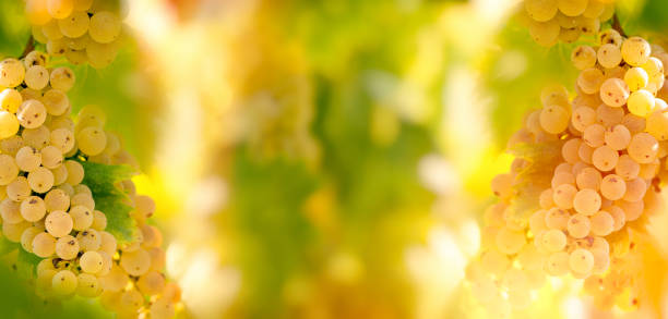 istock Seasonal, autumn fruit - grape Riesling wine grape on grapevine in vineyard 826354156