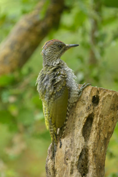 istock Young Green woodpecker (Picus viridis) 826354370