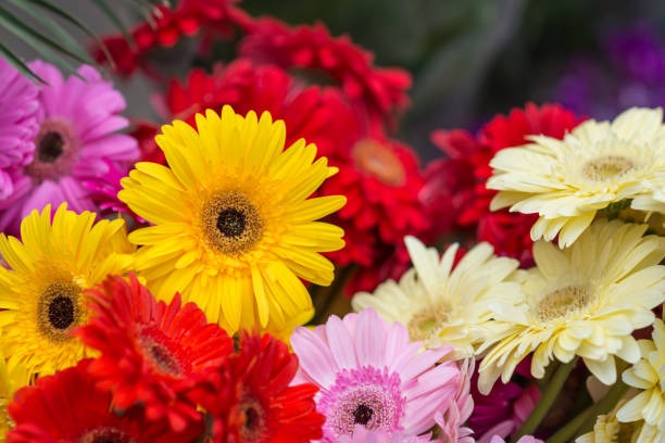 Gerbera flowers vor selling on  market stock photo