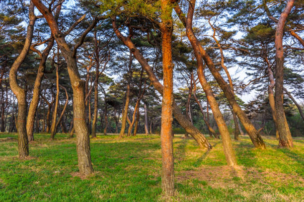 istock Forest area of Pyongyang, North Korea 826358864