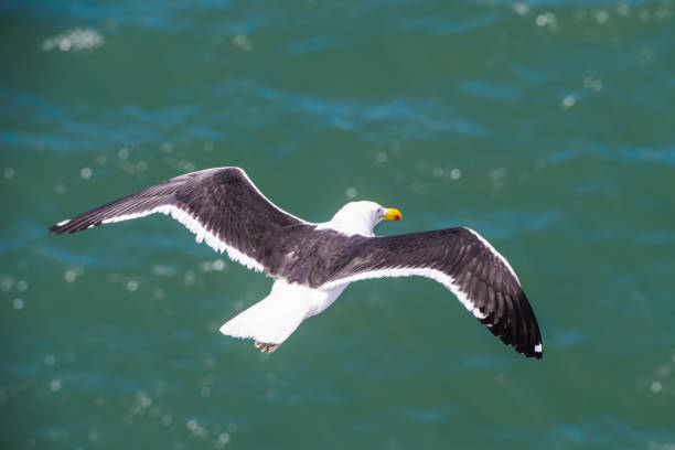 istock Sea gull with black wings flies over the ocean 826359030